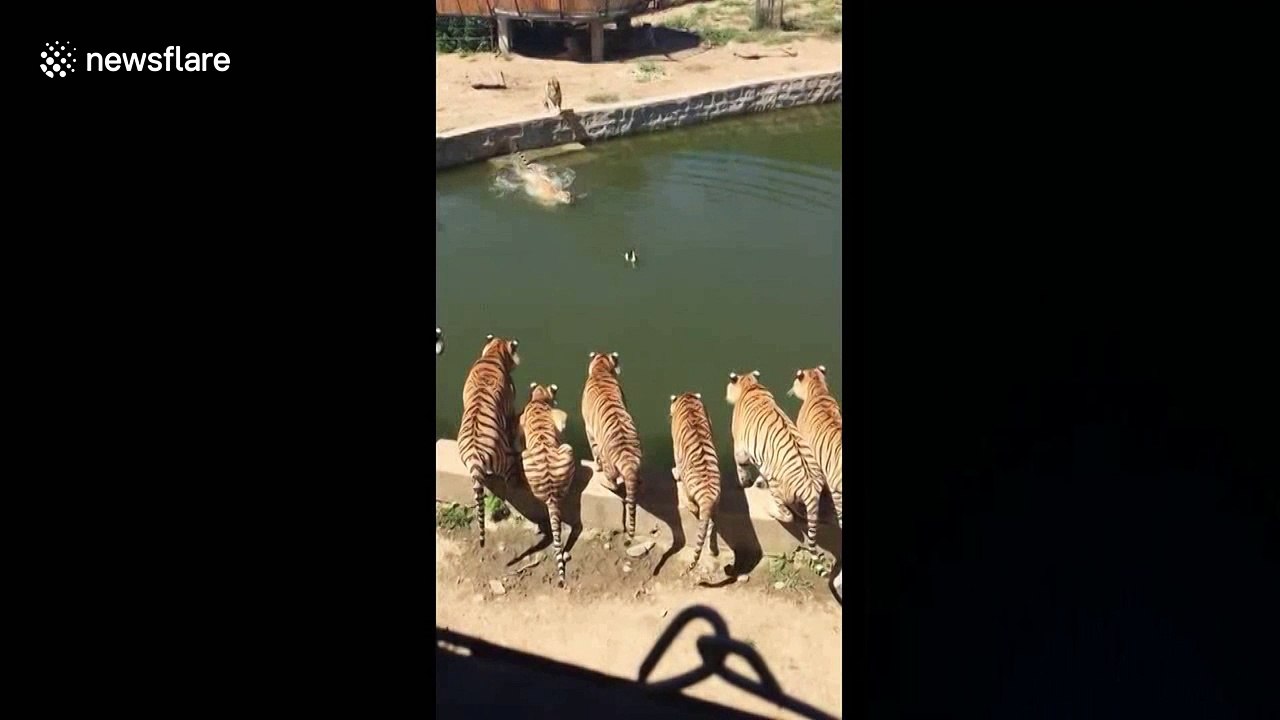 Duck tries to flee tiger after falling into enclosure