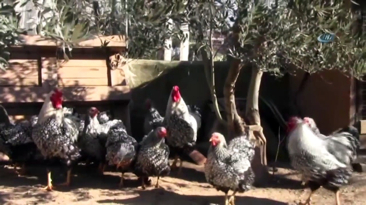 Bu Tavukların Tanesi 2 Bin, Yumurtası 40 Lira