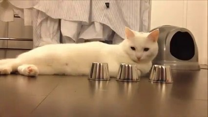 BUL KARAYI AL PARAYI OYNAYAN KEDİ :)