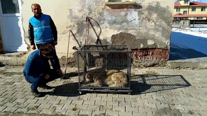 Kent merkezine inen kurt yakalandı - BAYBURT