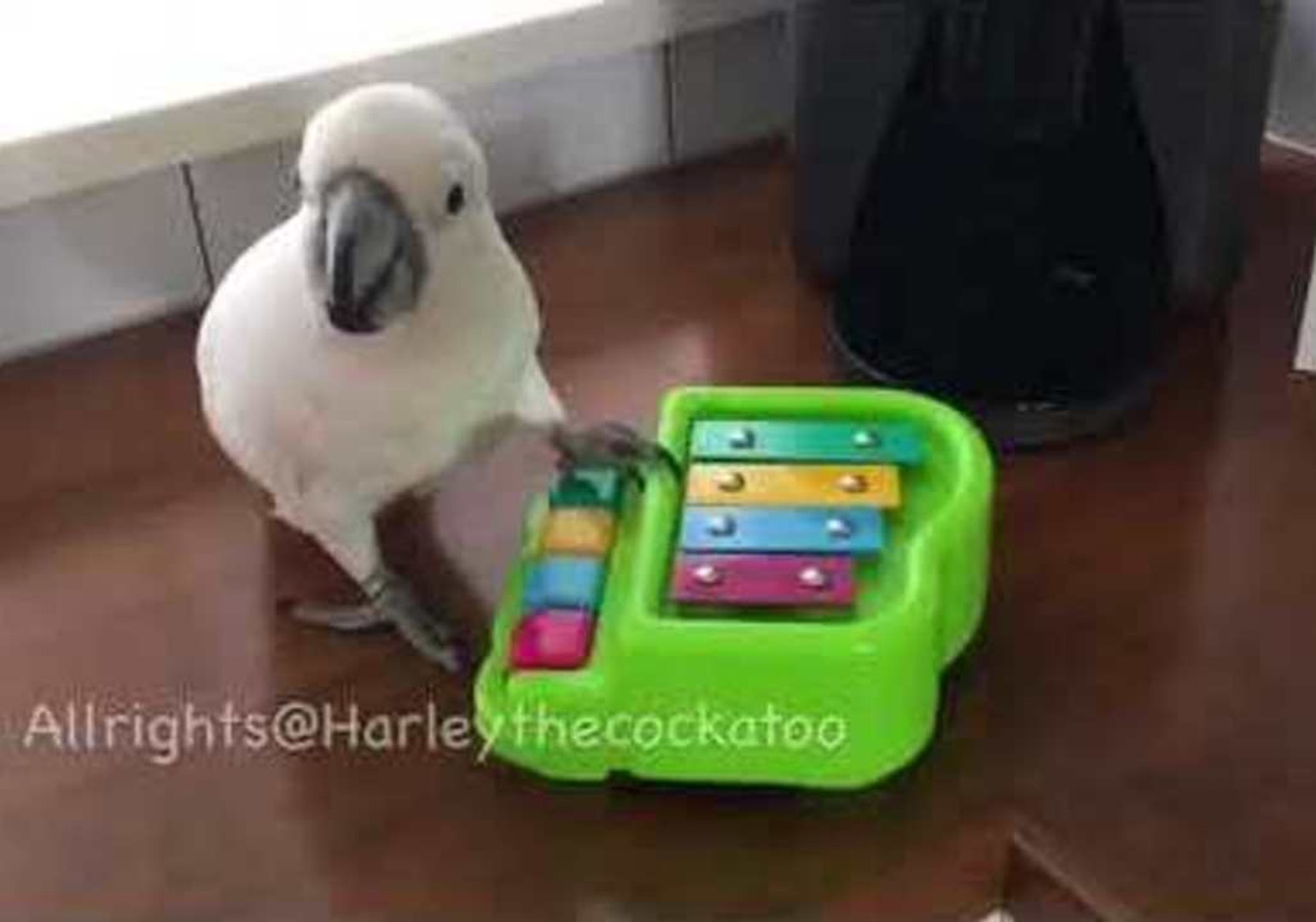 Harley the Cockatoo Is a Masterful Pianist
