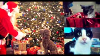 Adorable Pet Submissions!