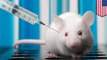 New cancer 'vaccine' completely wipes out tumors in mice