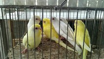 Budgies Parrots Red Eye ki Madia Purchase ki colony k lye aur Fellow ki progress in Urdu/Hindi.