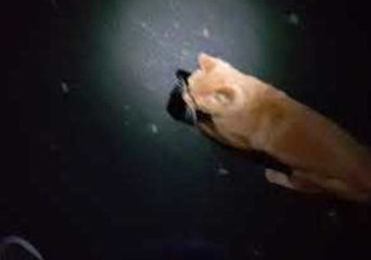 Random Cat 'Escorts' Man Down Dark Street