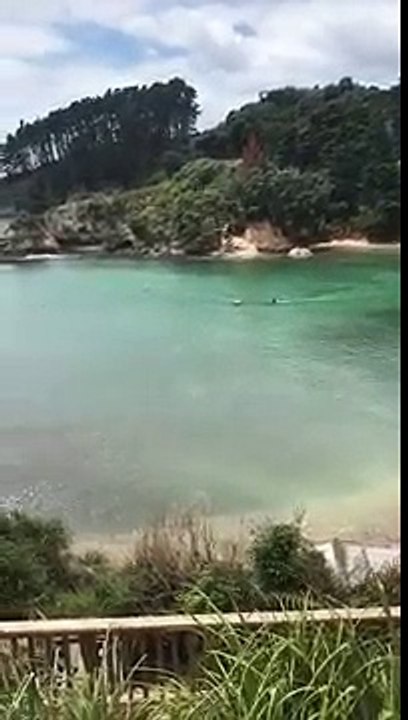 Nouvelle-Zélande : Deux enfants nageaient près de deux orques !
