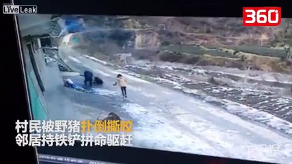 VIDEO/ Momenti kur një derr i egër sulmon fshatarët, njëri prej tyre... (360video)