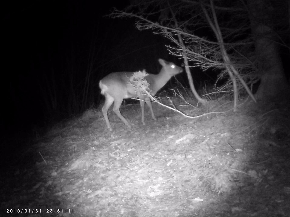 Mein Rehwild auf der Wildkamera