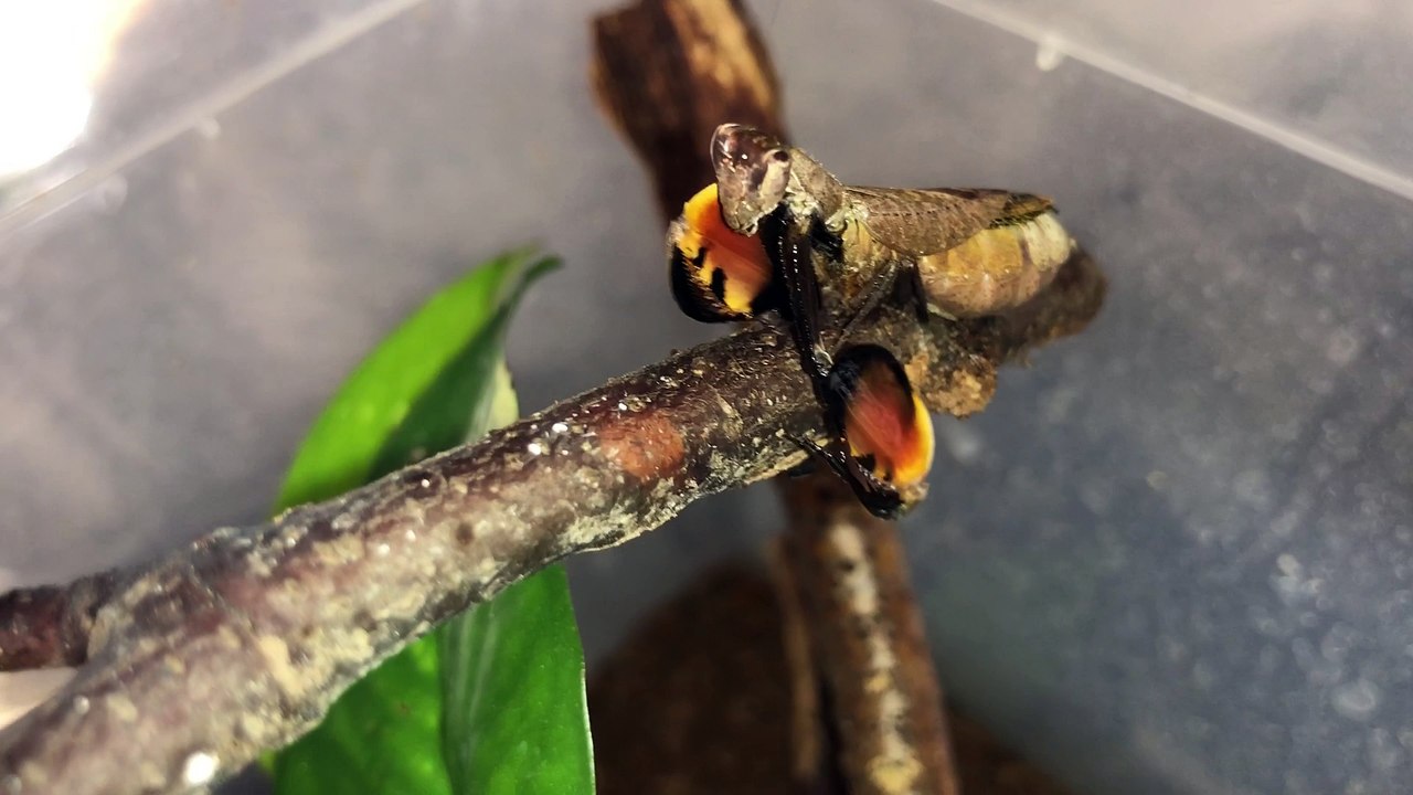Boxer Mantis