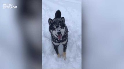 Ce chien n'arrive pas à attraper une boule de neige et c'est adorable