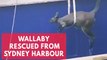 Sydney ferry rescues struggling wallaby from water