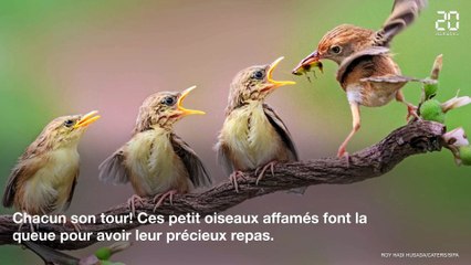 Animaux: Les plus belles images de la semaine
