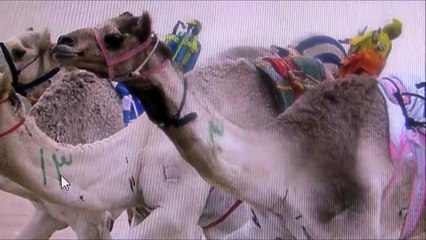 د.أسامة فوزي #588 - عن المؤامرة العمانية على جحشات محمد بن زايد .. وأشياء اخرى