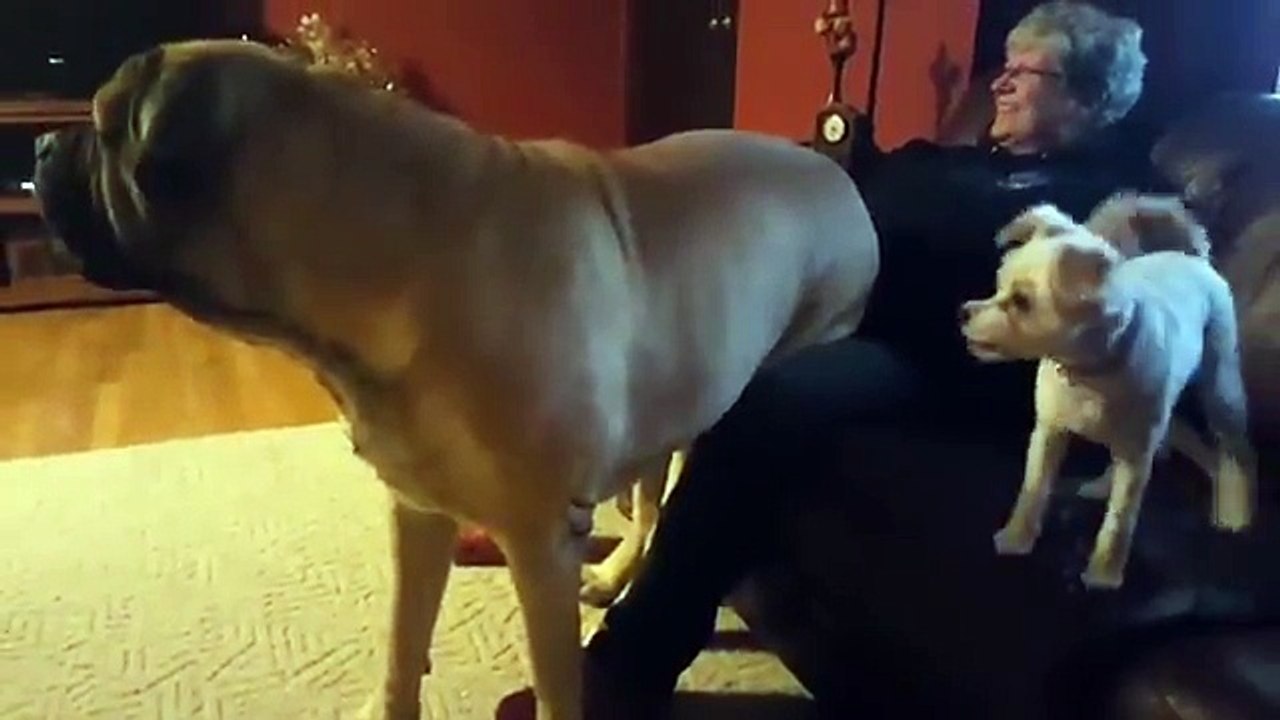 Cet énorme chien tombe amoureux de Mamie !!! Gênant lol..