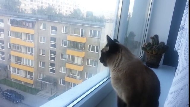 Ce chat est possédé !!! En mode psychopathe !!