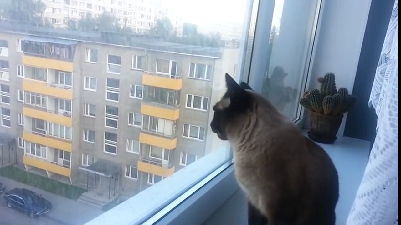 Ce chat est possédé !!! En mode psychopathe !!