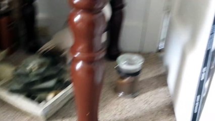 Apprenant qu'il va chez le véto ce perroquet pète une colère et se cache !