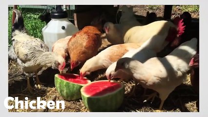 The Animals On The Farm | Farm animals name and sound | Kids Learning