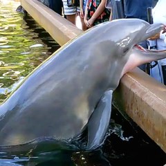 Dolphin steals ipad