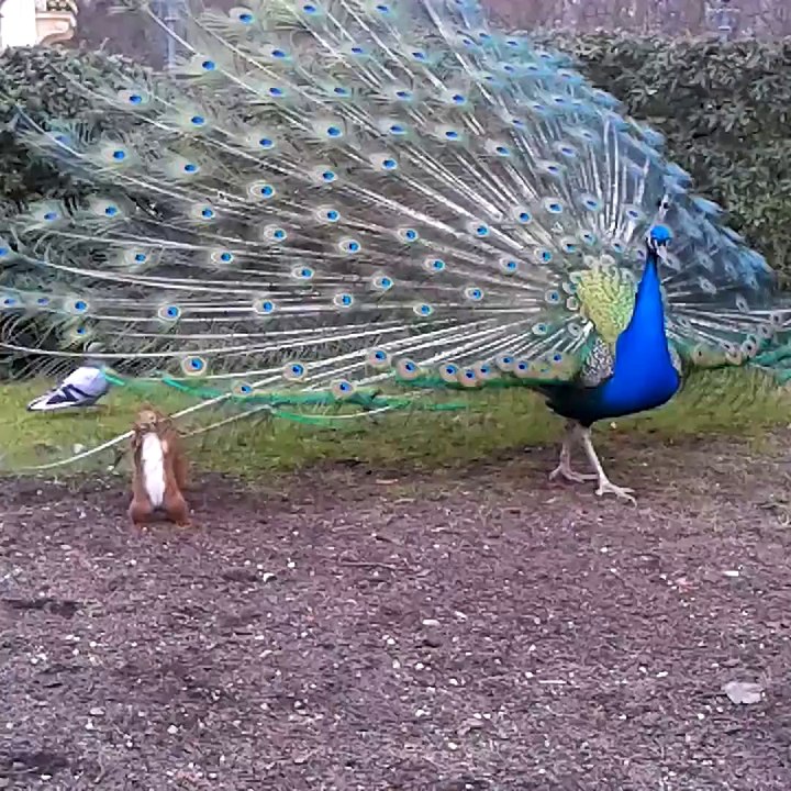 Squirrel bites Peacock feather