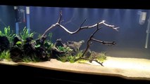 How to set up a Freshwater Planted Tank: Series: Episode 4, Prepping and Placing your Plants.