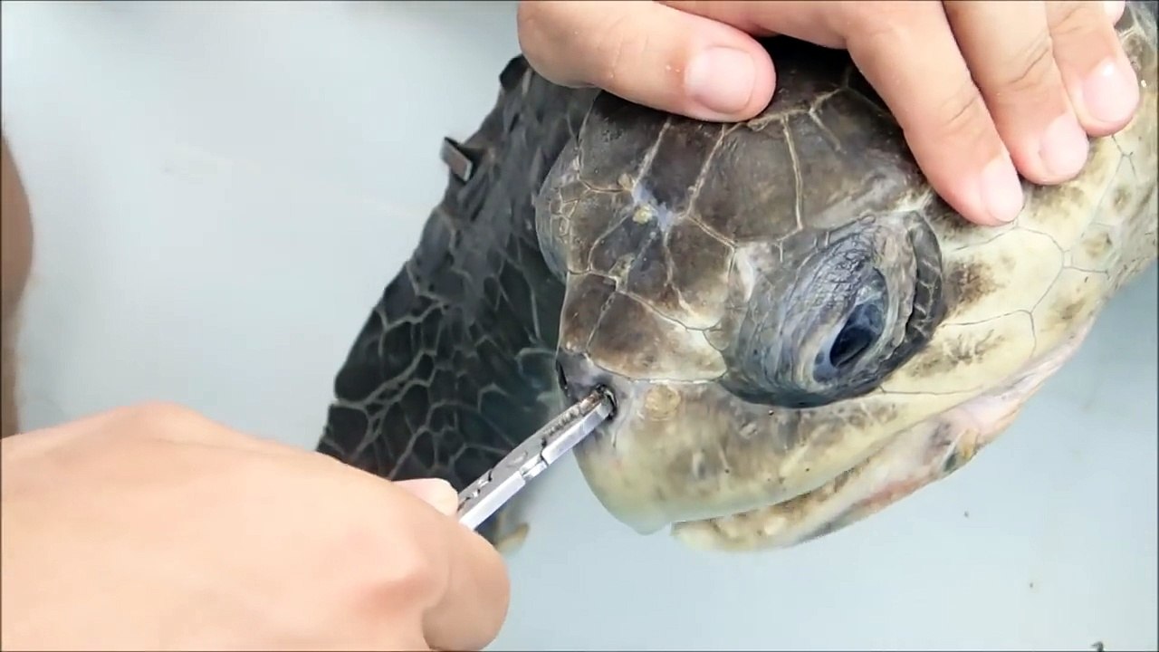 Removing a plastic straw from a sea turtle's nostril - Short Version
