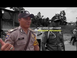 Pencarian Napi yang Kabur di Pekanbaru 86