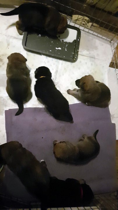 German Shepherd Puppies 3 weeks old