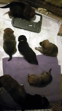 German Shepherd Puppies 3 weeks old