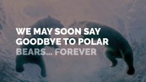 We May Soon Say Goodbye to Polar Bears… Forever