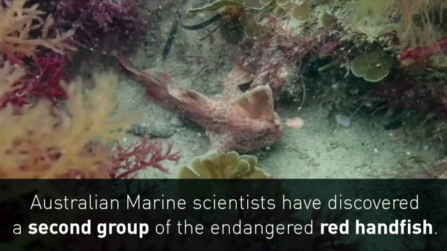 Australian scientists discover population of rare fish