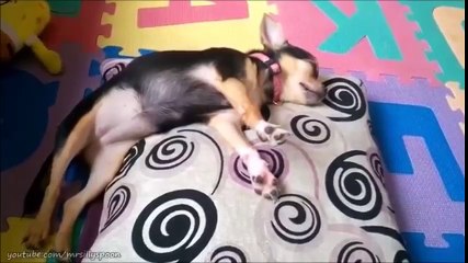 Funny Cat and Dog Clips - Fails and Funny Moments!