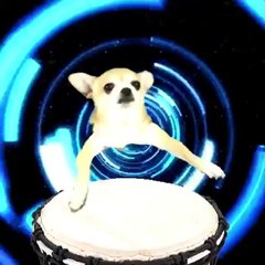 I CAN'T STOP WATCHING THIS DOG