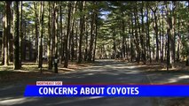 Indiana Resident Sparks Controversy After She Hires Company to Kill 'Aggressive' Coyote