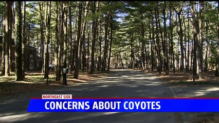Indiana Resident Sparks Controversy After She Hires Company to Kill 'Aggressive' Coyote