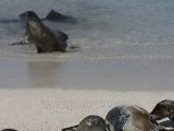 Galapagos Islands travel:Hungry sea lion