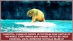 Interesting Fs about Polar Bears – Educational Video for Kids and School Learning