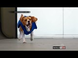 Anjing pengantar barang di Bandara