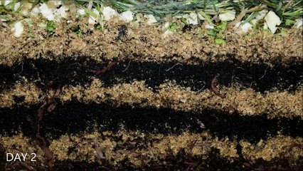 Le travail des vers de terre dans un timelapse de 20 jours... Impressionnant