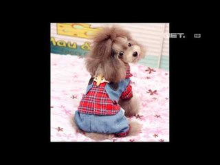 Entertainment News-Takajo Aki AKB48 membuat fashion untuk peliharaan