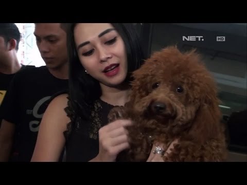 Kegemaran Aura Kasih Memelihara Anjing