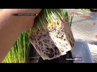 Fakta menarik manfaat dari Wheatgrass