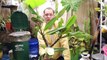 Overwintering Plumeria seedlings and Preparing cuttings