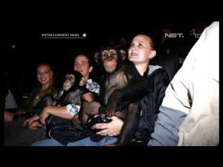 2 Simpanse menonton Dawn of The Planet of The Apes di Bioskop
