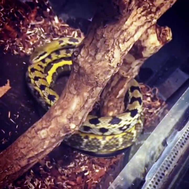 Snake Circles