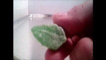 CRUSHED IT. SPEARMINT LEAF CANDY. FROM VICTOR PIZZEY FELECIA187, RED DEER ALBERTA CANADA, I AM CANADIAN.