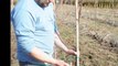 Caring for your red maples....pruning a small  maple tree