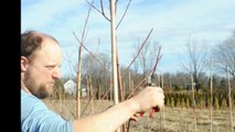 Caring for your Red Maples....pruning a small  maple tree