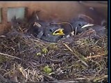 5 Oisillons ROUGE QUEUE NOIR dans leur nid - Birds Nest. Baby birds