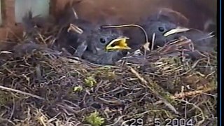5 Oisillons ROUGE QUEUE NOIR dans leur nid - Birds Nest. Baby birds